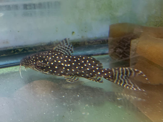 Catfish - Syno. Angelicus Lg 3.5-4.5in
