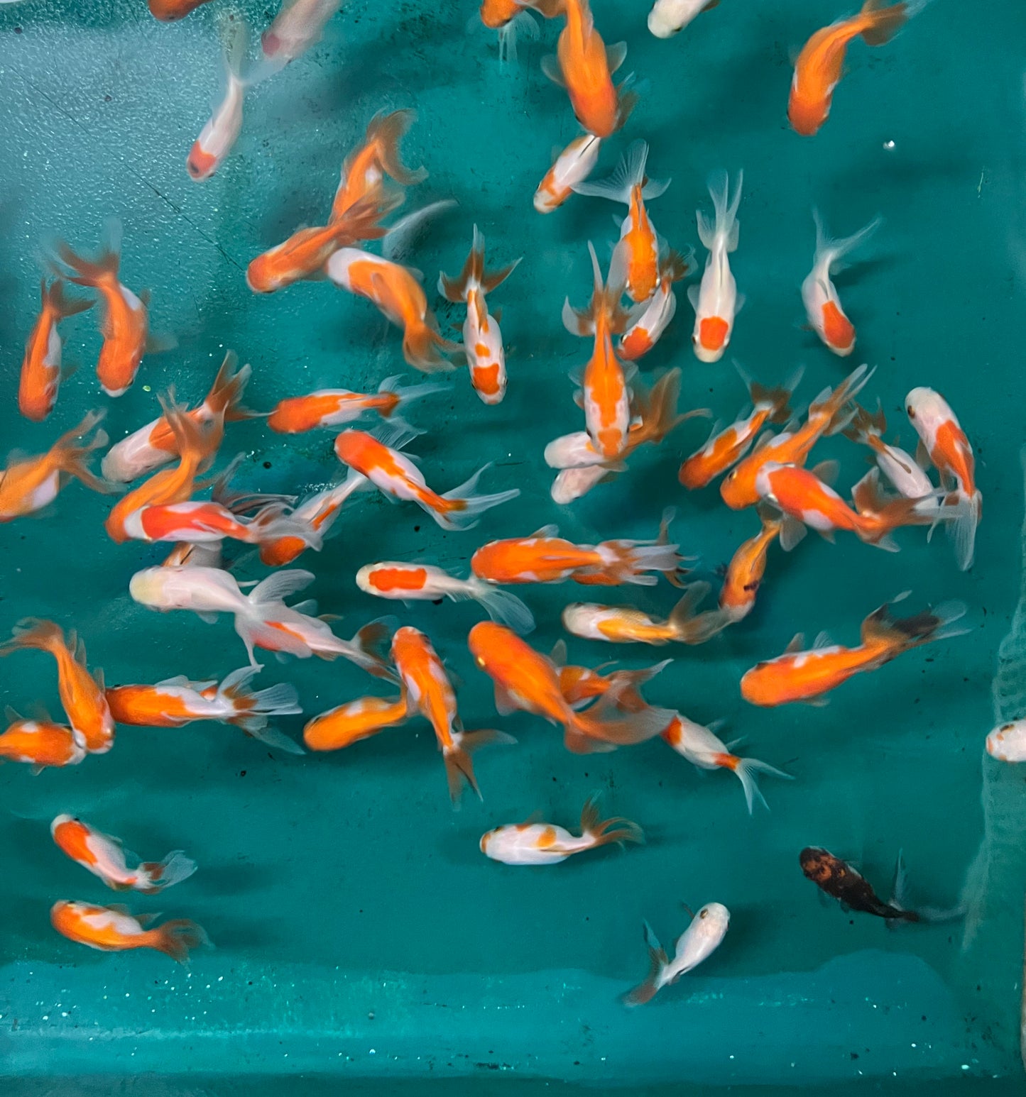 Goldfish - Oranda Thai Red/White