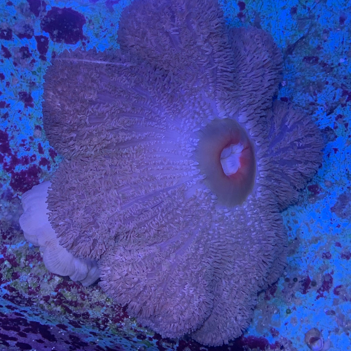 Anemone - Carpet Purple