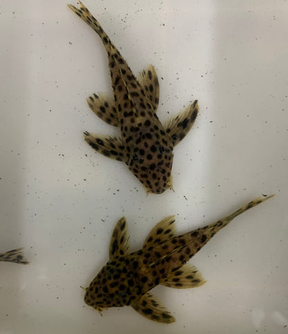 Pleco - Gold Vampire 2.5-3in