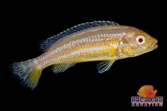 African - Auratus Albino
