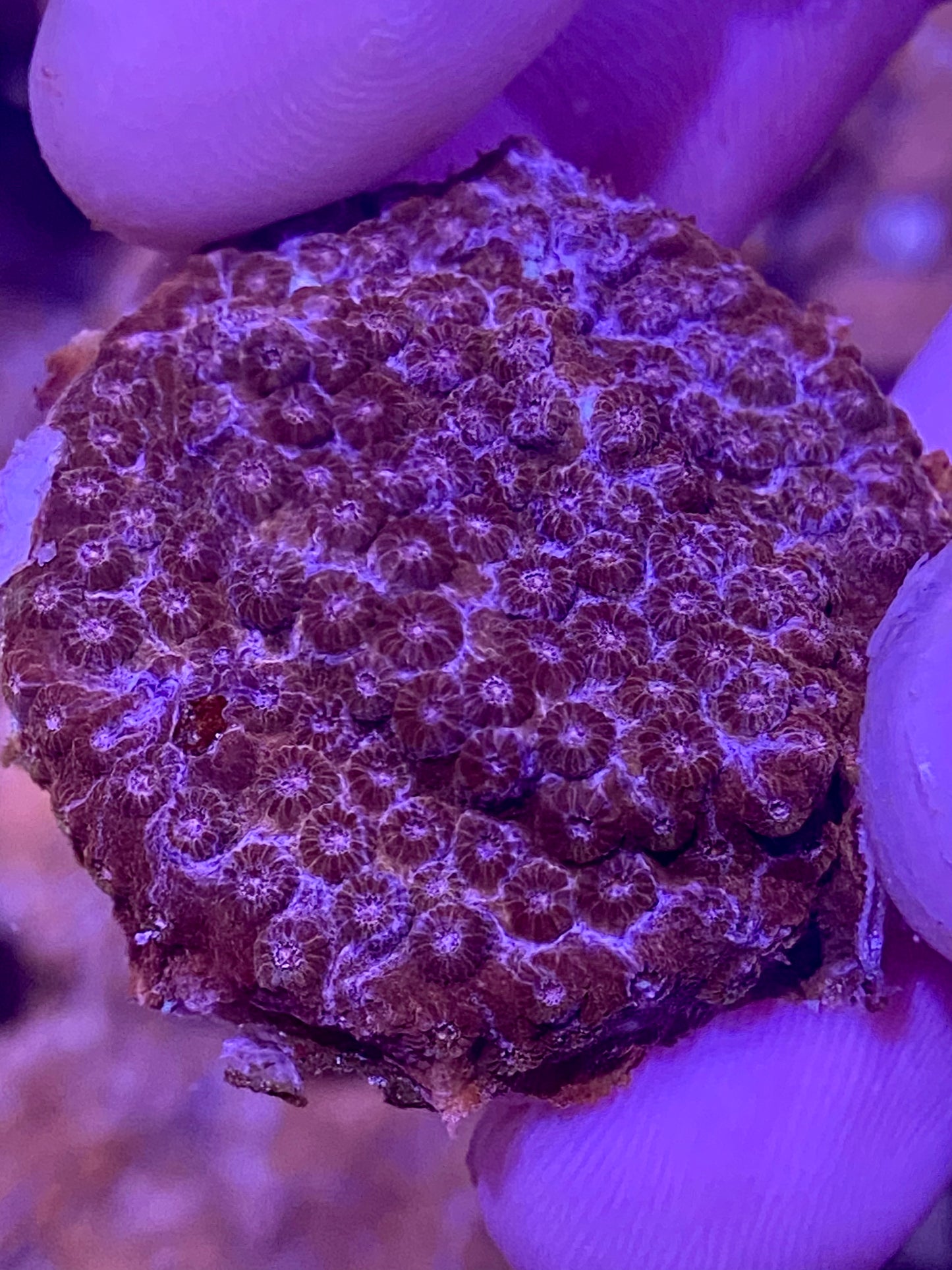 Frag - Purple Mosaic Cyphastrea