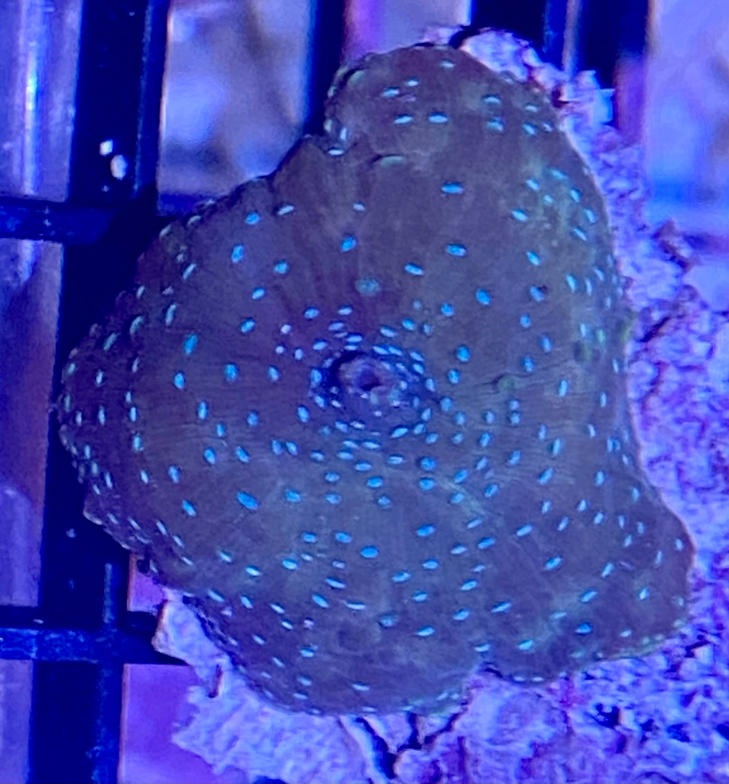 Frag - Blue Spotted Copper Discosoma Mushroom