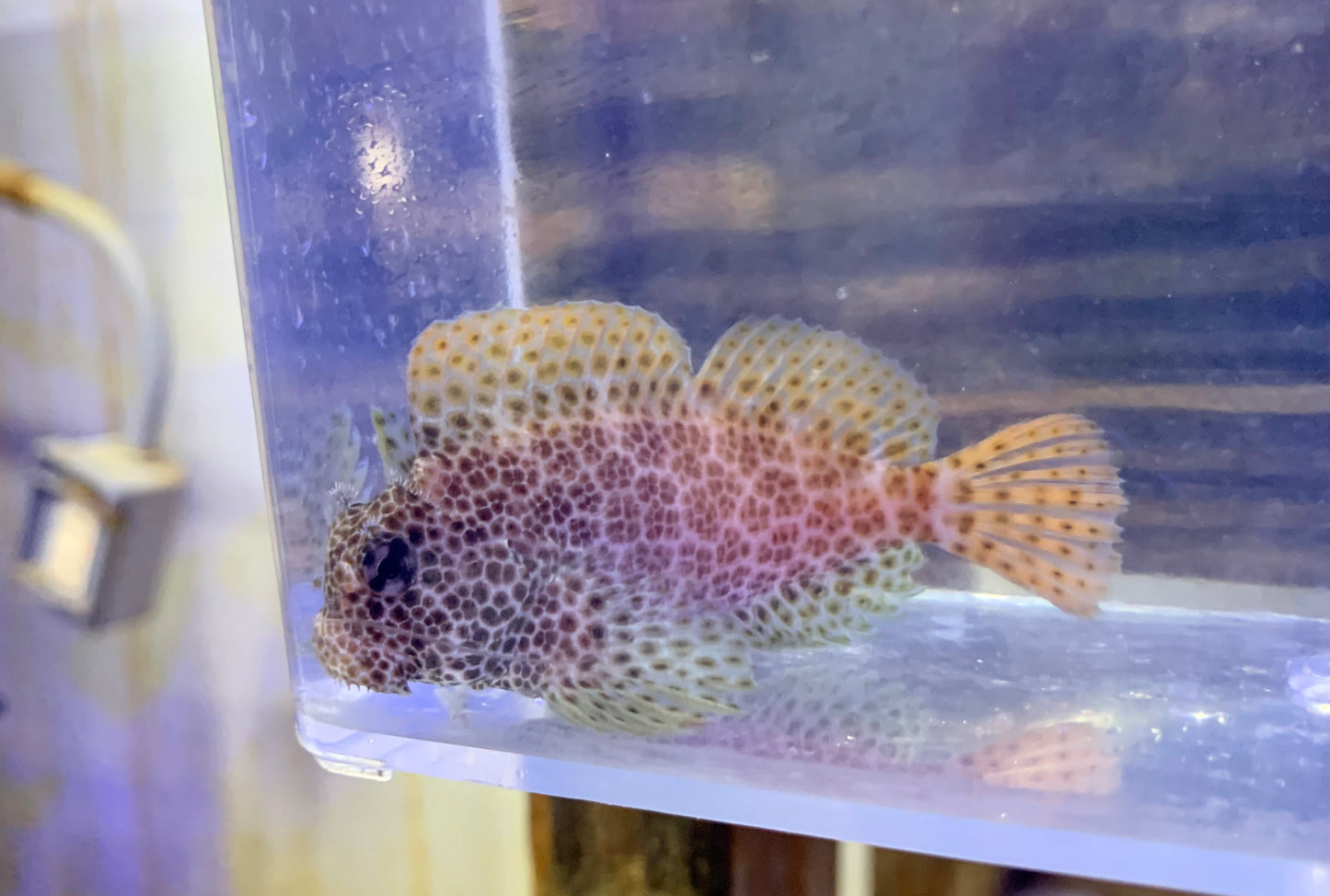 Blenny - Leopard Rock Skipper