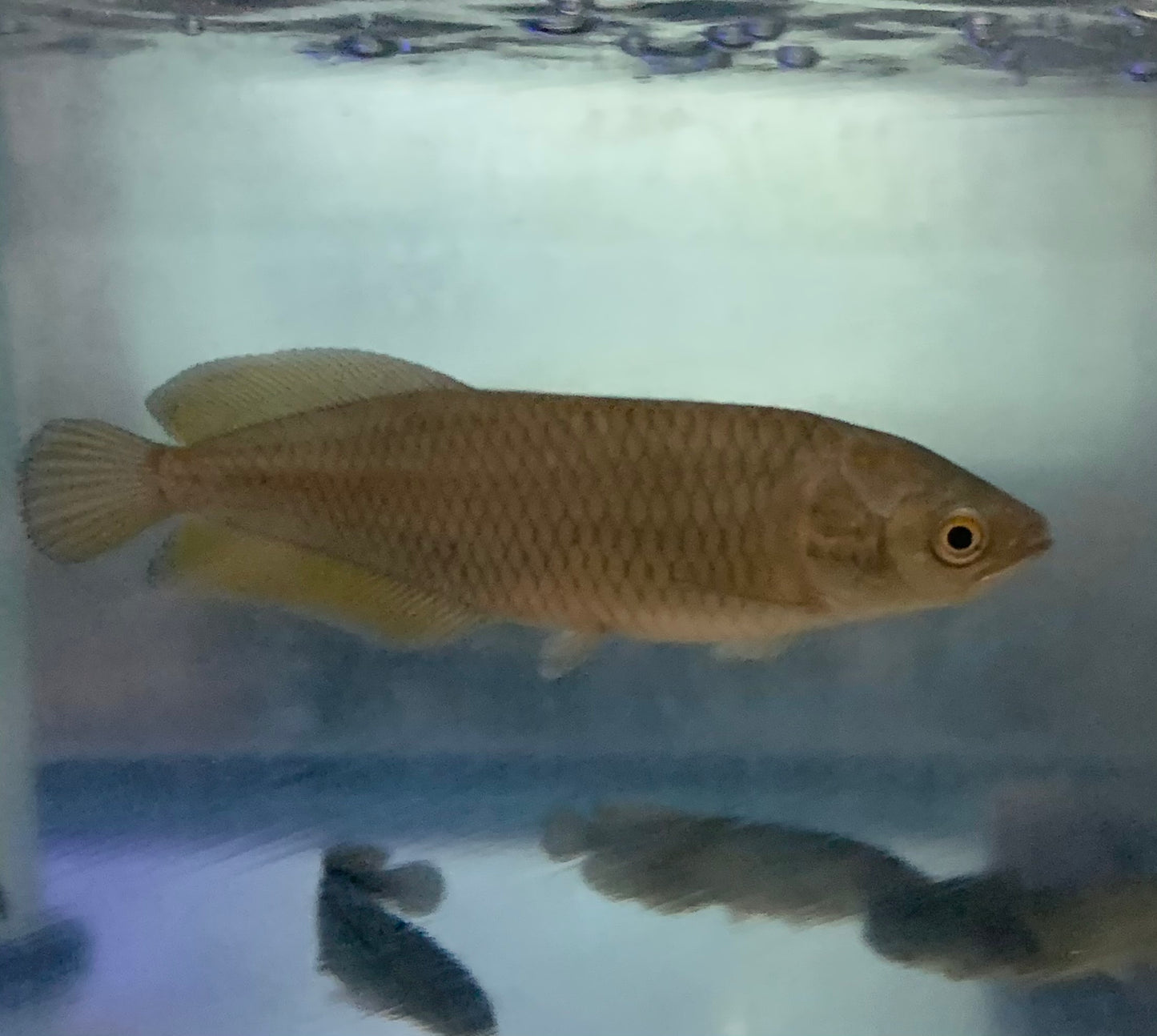 Misc - Arowana African XL