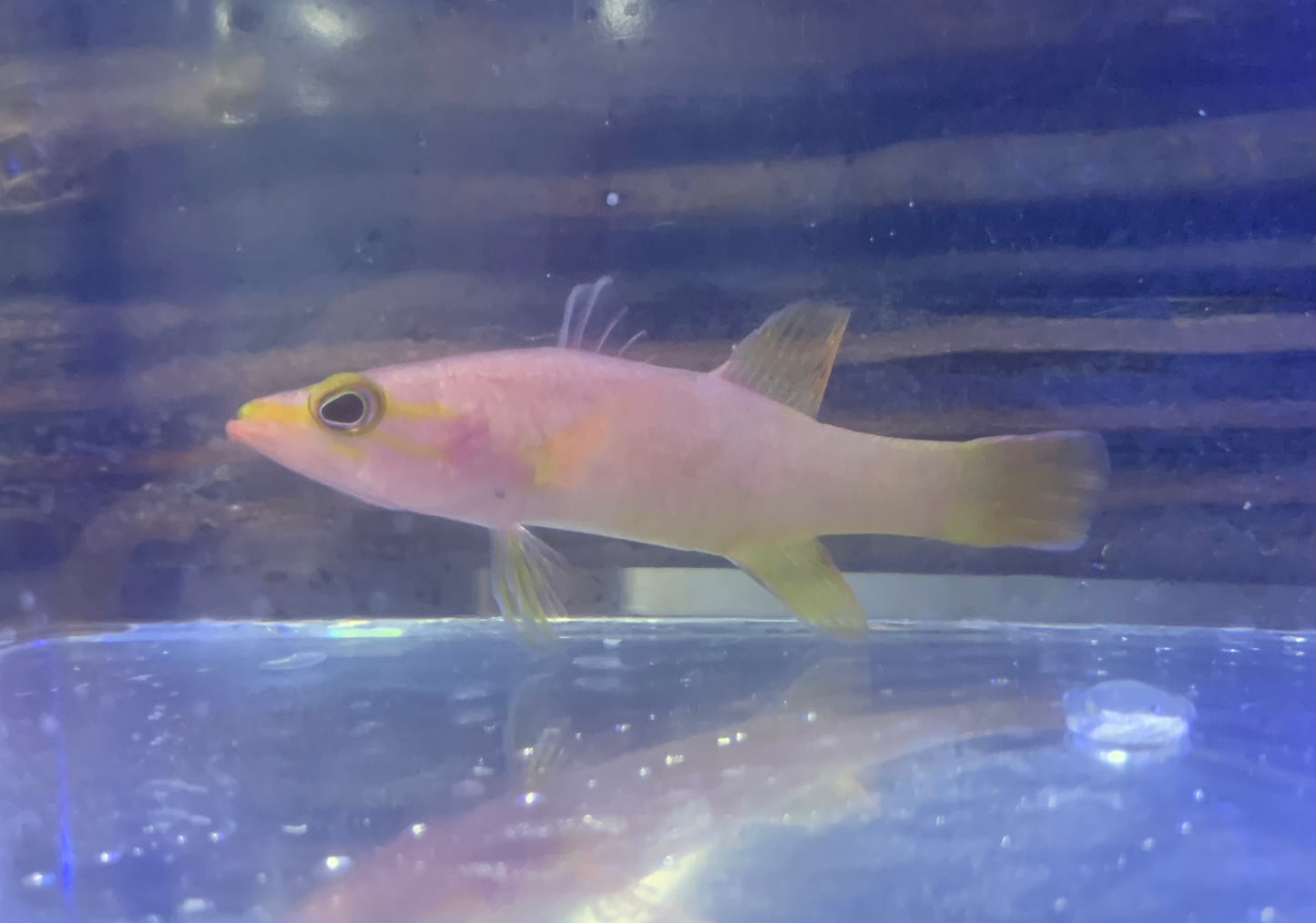 Basslet - Yellowtail Reef