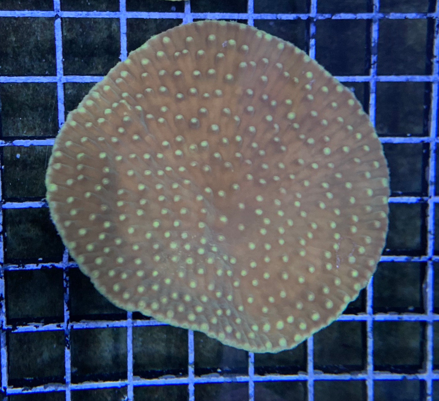 Australian - Cup Coral Yellow Sm