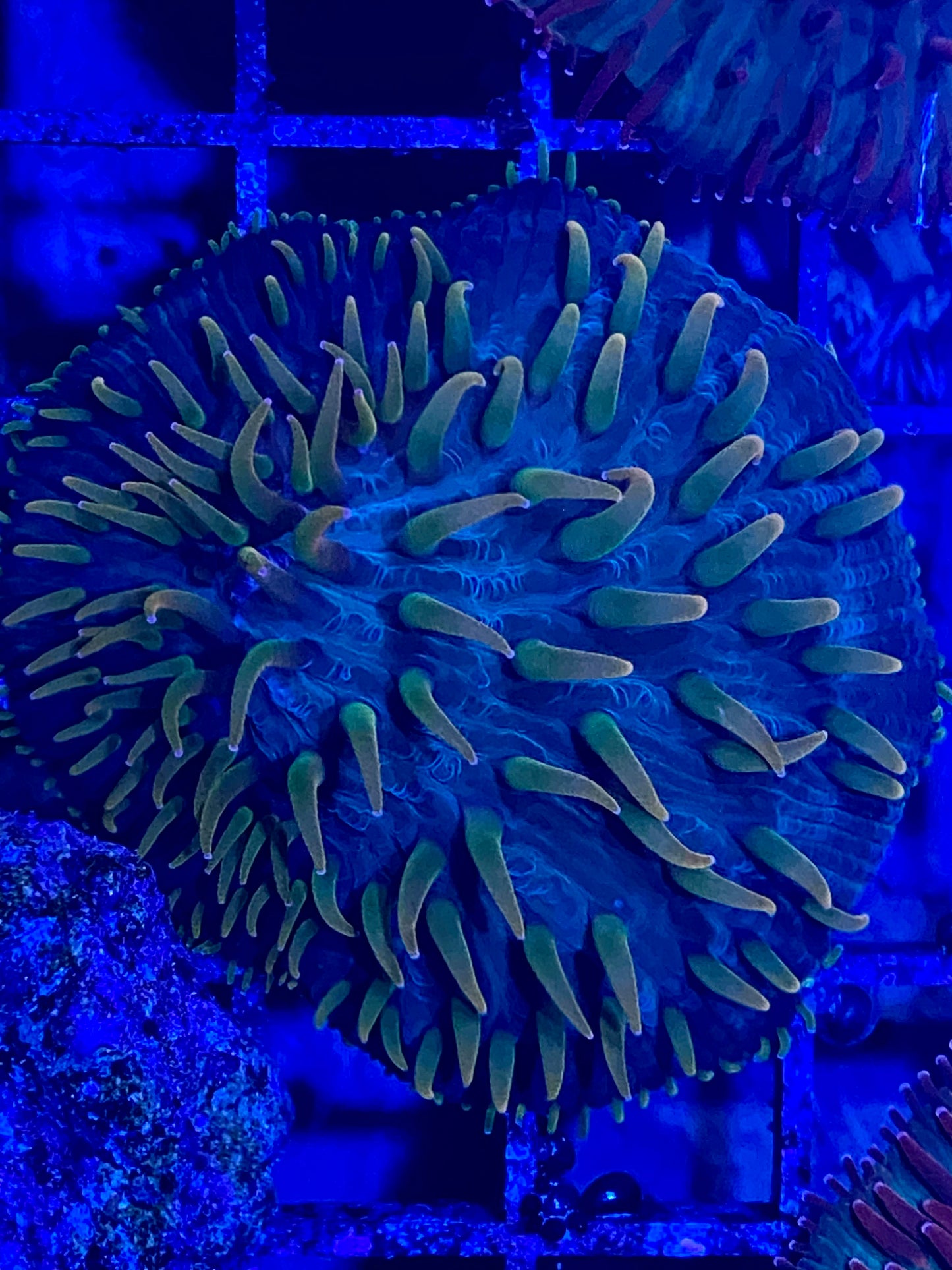 Frag- Cultured Fragile Plate Coral