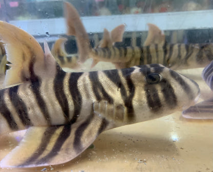 Shark - Zebra Horn