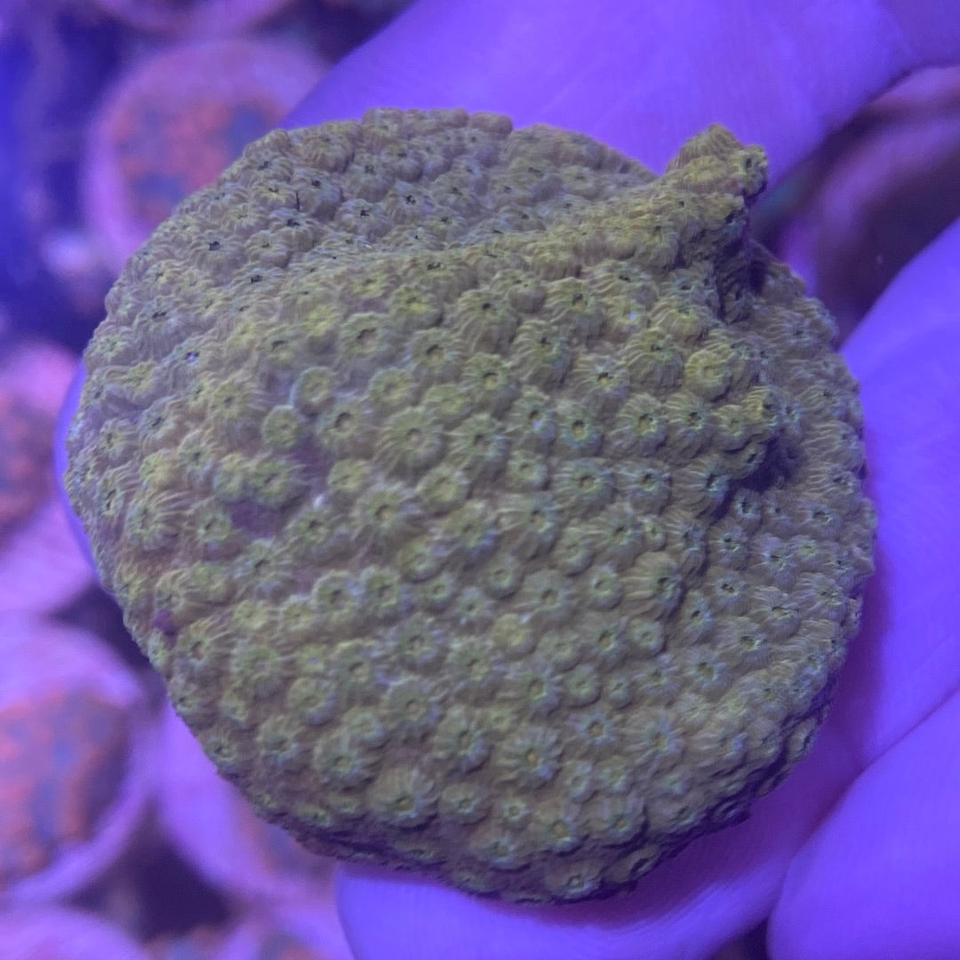 Frag - Sunset Cyphastrea