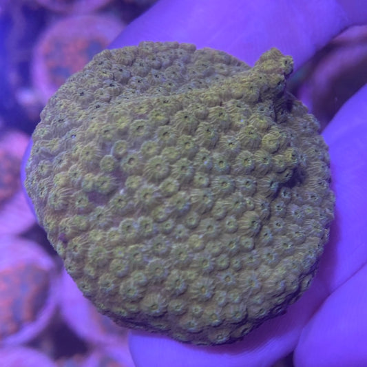 Frag - Sunset Cyphastrea