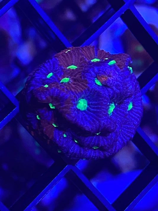 Frag - Assorted Ultra Favites War Coral
