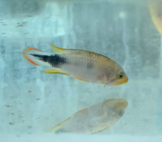 Cichlid - Apistogramma Panduro