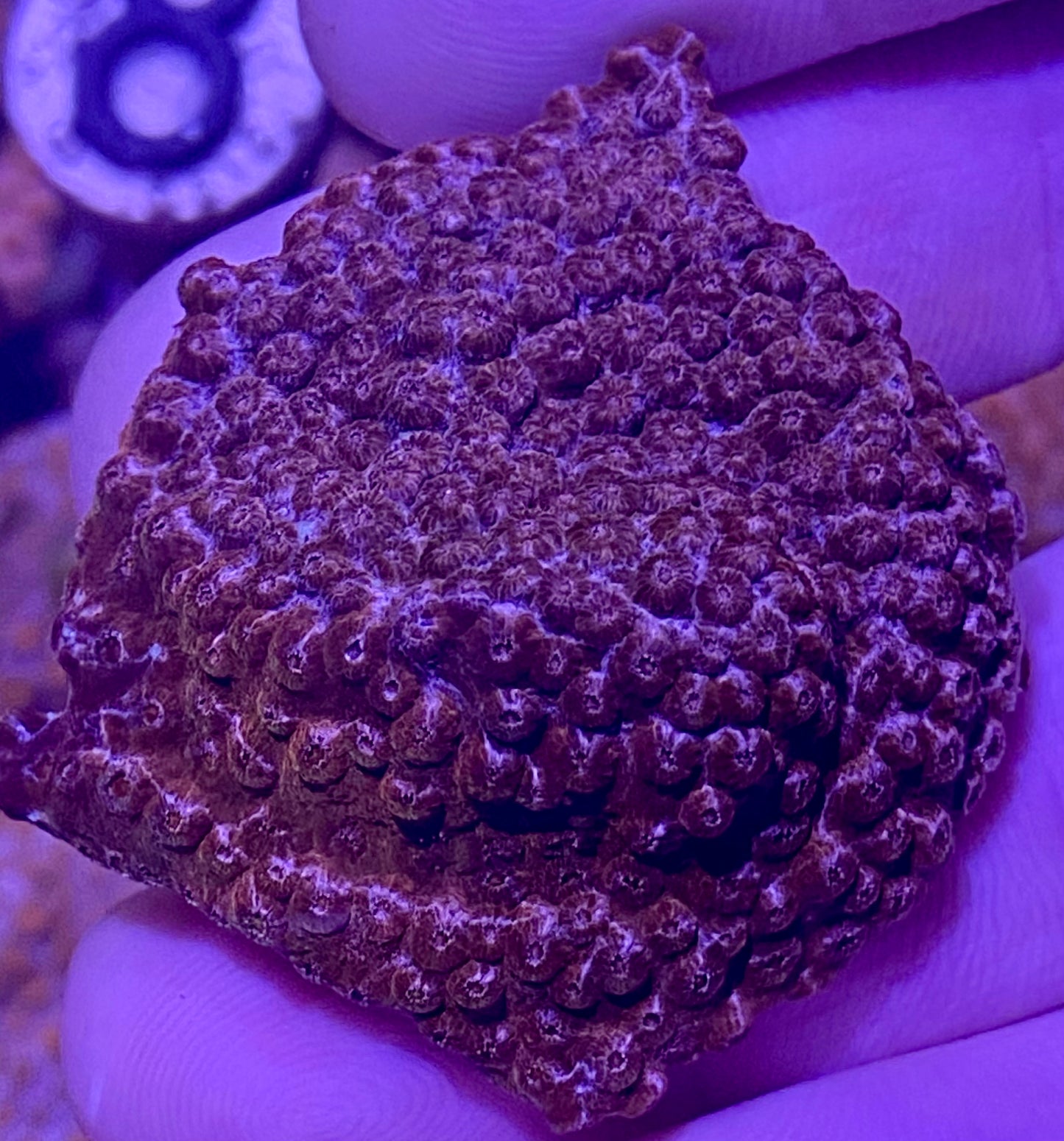 Frag - Purple Mosaic Cyphastrea