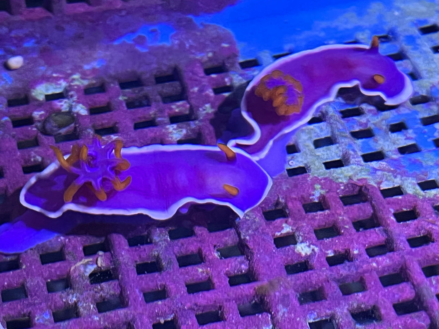 Nudibranch - Purple
