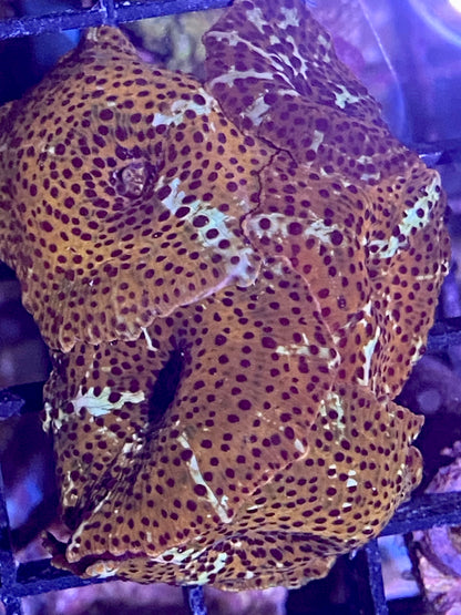 Frag - Ultra Leopard Skin Discosoma Mushroom