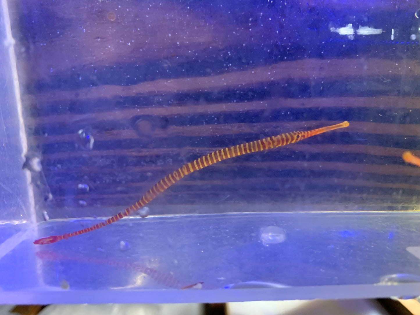 Pipefish - Manybanded