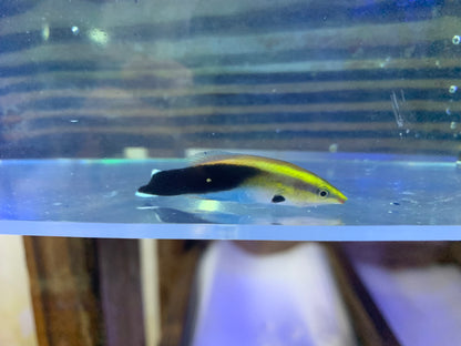 Wrasse - Cleaner Black Spot