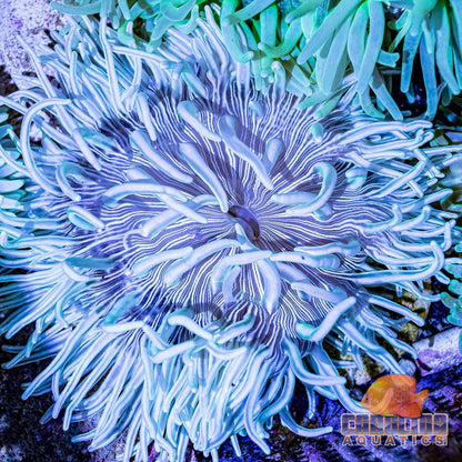 Anemone - Long Tentacle