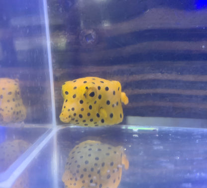 Boxfish - Yellow Tiny