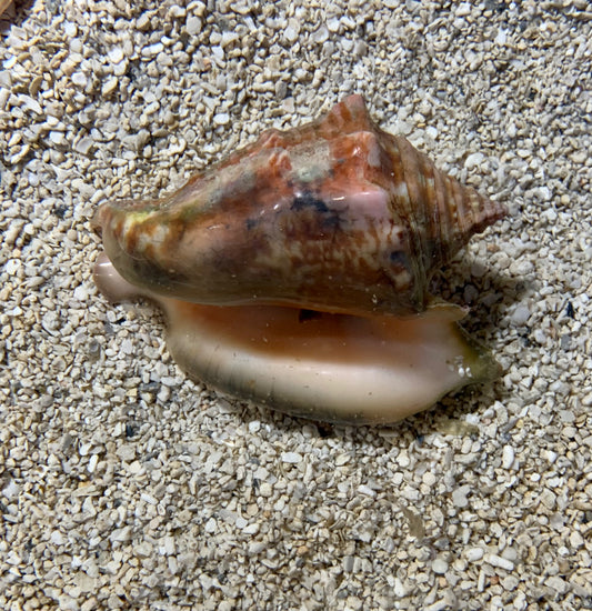 Conch - Milk