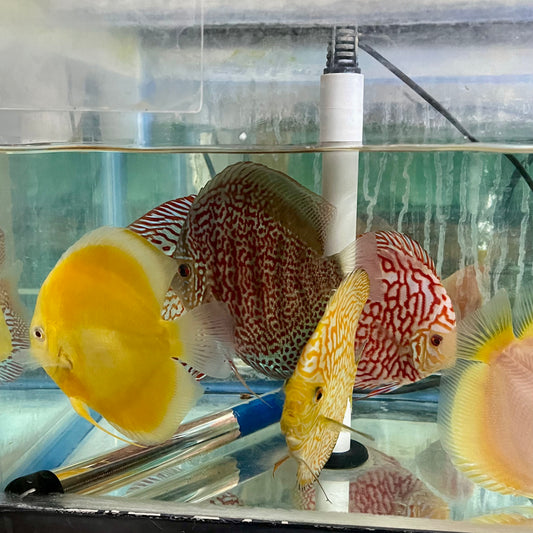 Discus - Premium Asst 3.5-4in