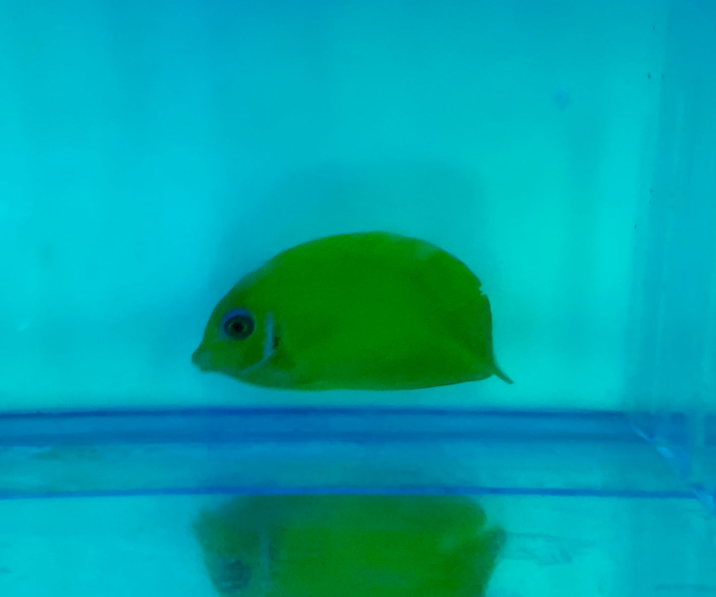 Tang - Mimic Lemon Peel