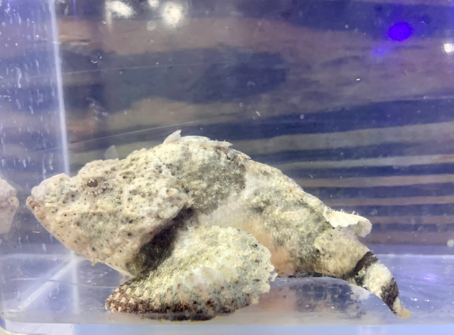 Scorpionfish - Devil