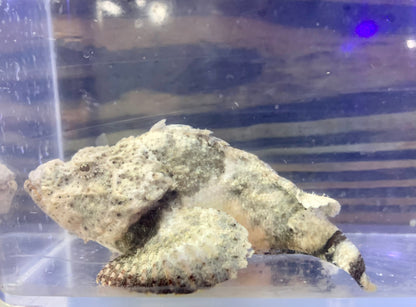 Scorpionfish - Devil