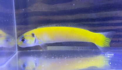 Tilefish - Yellow Tiny