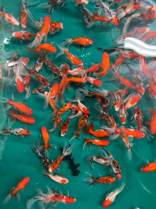 Goldfish - Mixed Fantail Imported