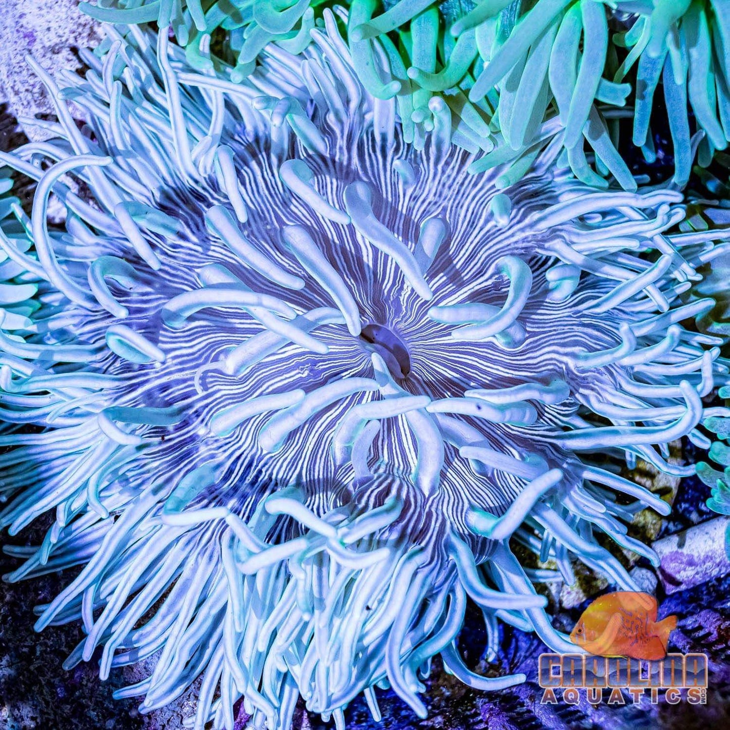 Anemone - Long Tentacle XL