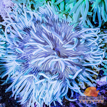 Anemone - Long Tentacle XL