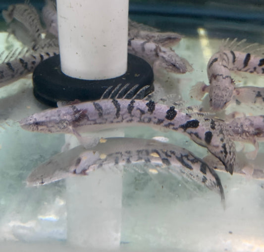 Misc - Bichir Delhezi A Grade Pattern 2-2.5in