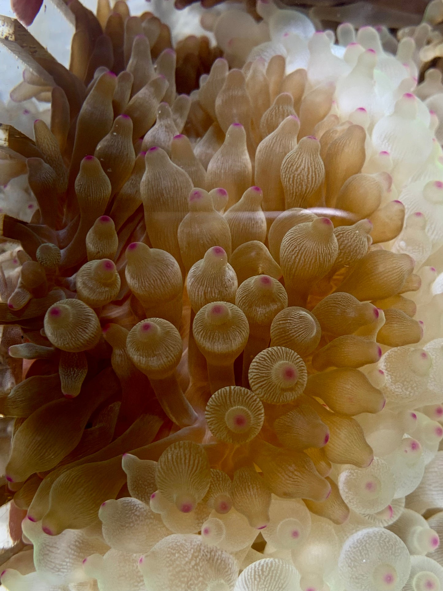 Anemone - Bubble Colored Tip