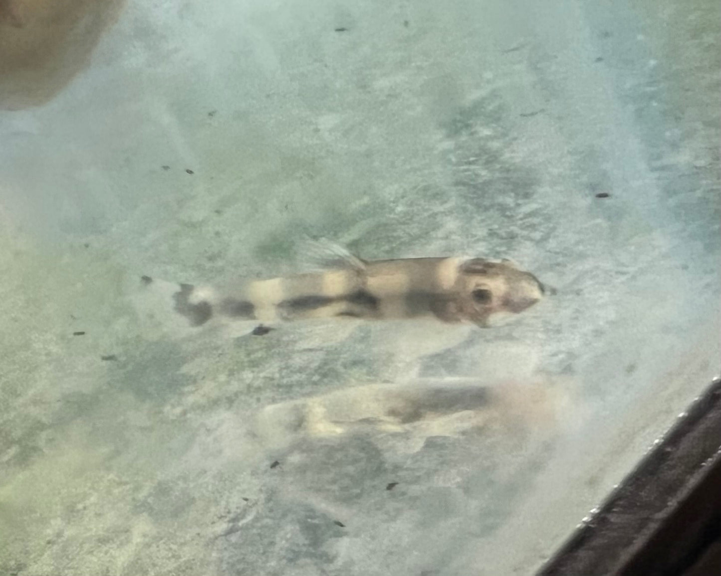 Loach - Panda