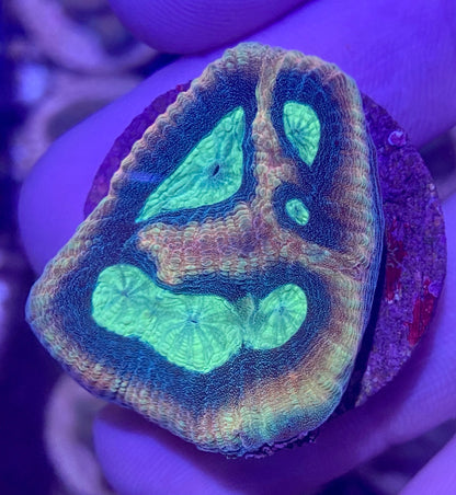 Frag - Reverse Prism Favia Morph 2