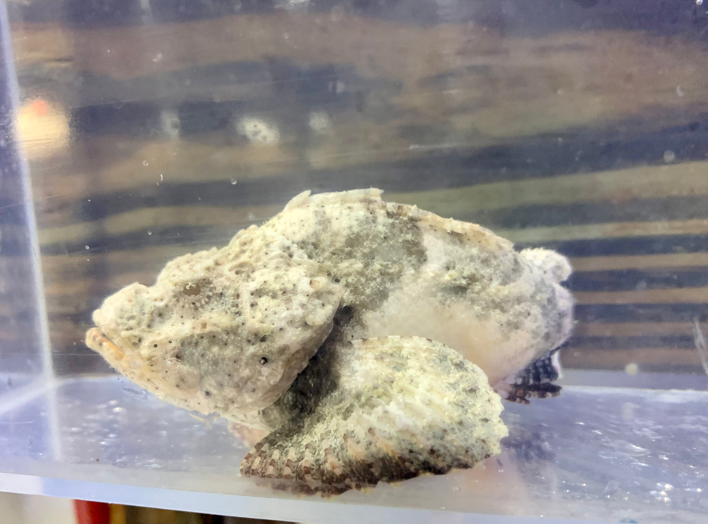 Scorpionfish - Devil