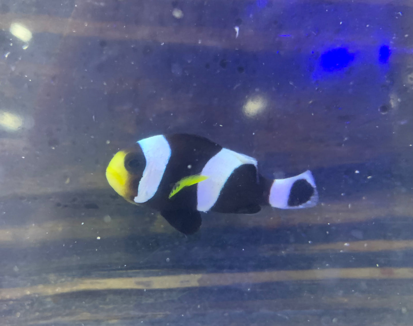 Clown - Percula Black Wild