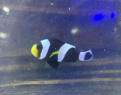 Clown - Percula Black Wild