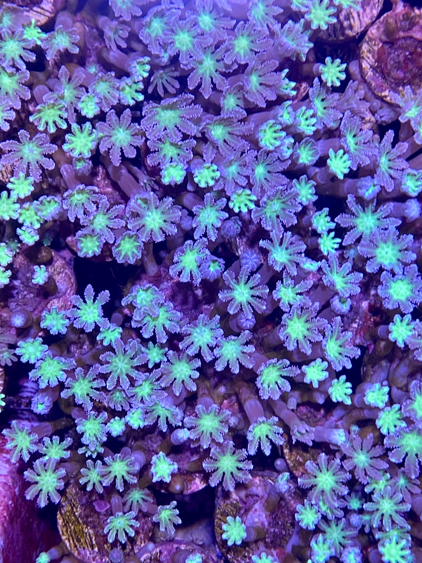 Frag - Neon Clove Polyp