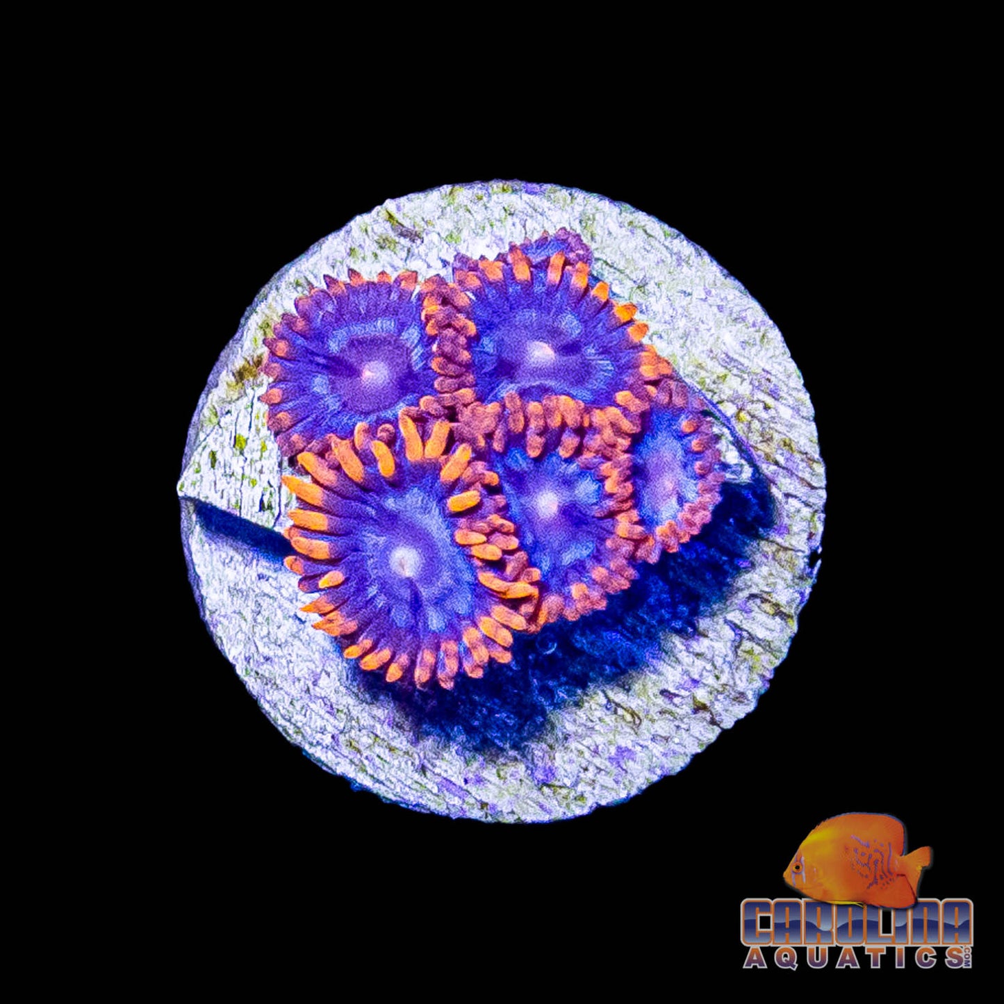 Frag -  Fire and Ice Zoanthid