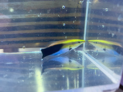Wrasse - Cleaner Black Spot