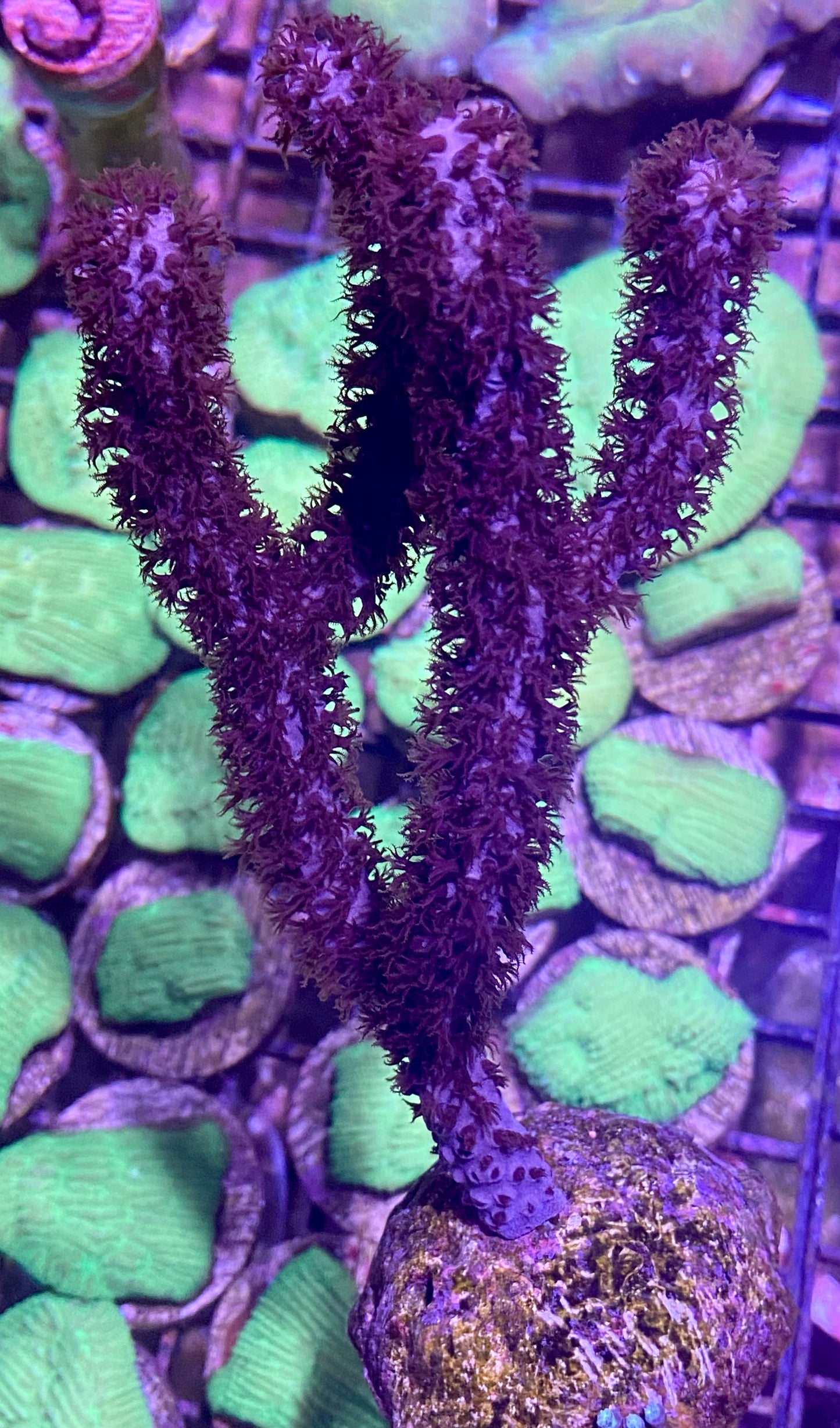 Frag - Gorgonian Slit Pore