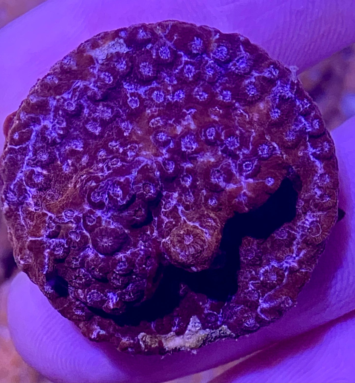 Frag - Purple Mosaic Cyphastrea