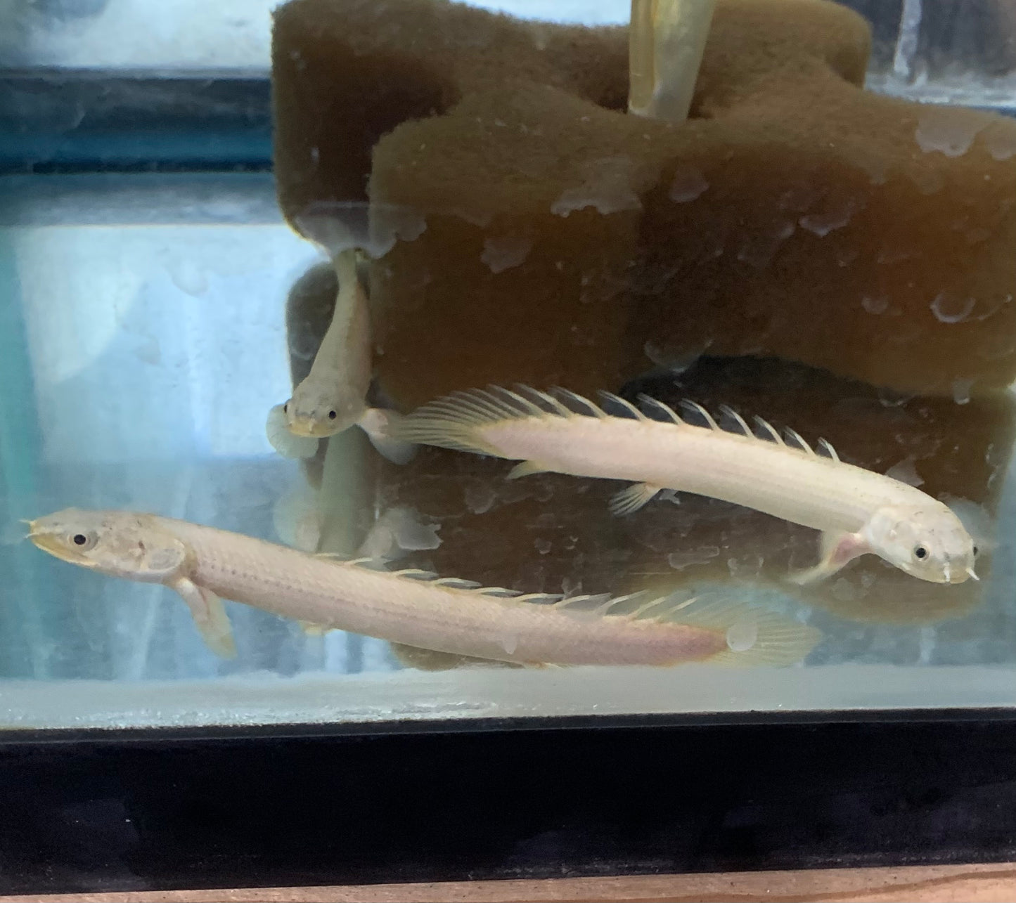 Misc - Bichir Senegalus Leucistic 2.5-3in