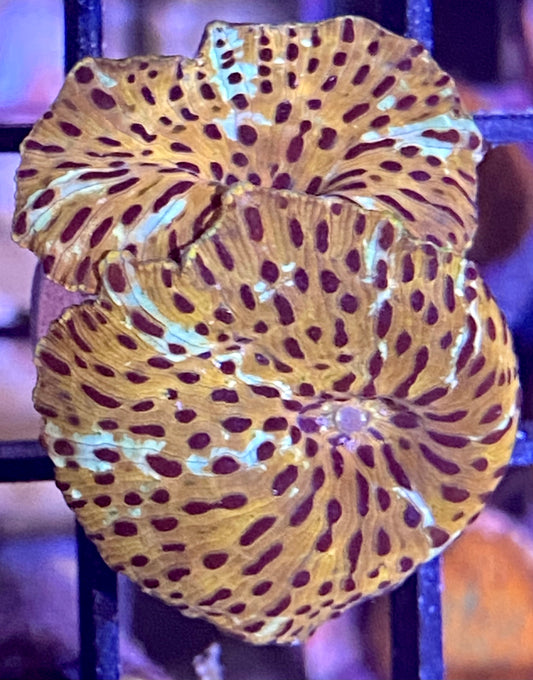 Frag - Ultra Leopard Skin Discosoma Mushroom