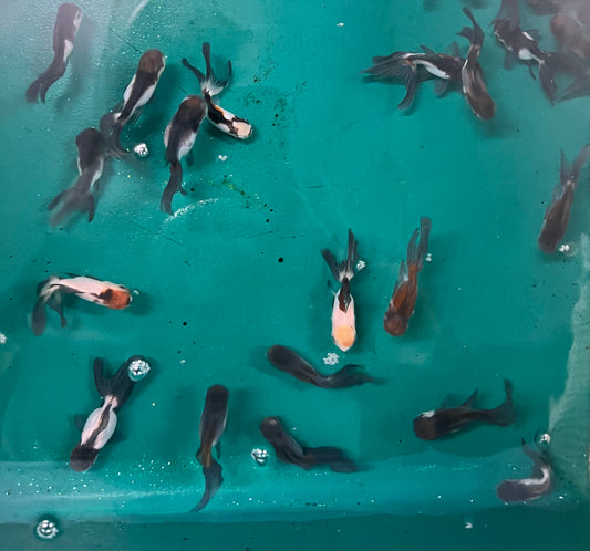 Goldfish - Oranda Tricolor/Panda Imported