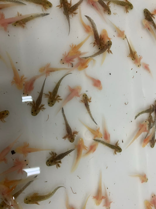 Axolotl - Asst 2.5-3in