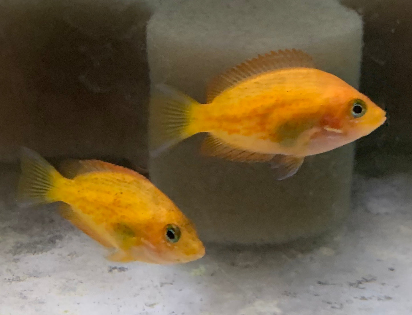 Cichlid - Chromide Orange